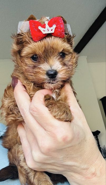 Yorkshire Terrier ocean pearl
