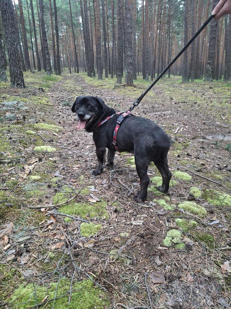 Max szuka domu!!