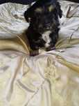 York shih tzu słodziak