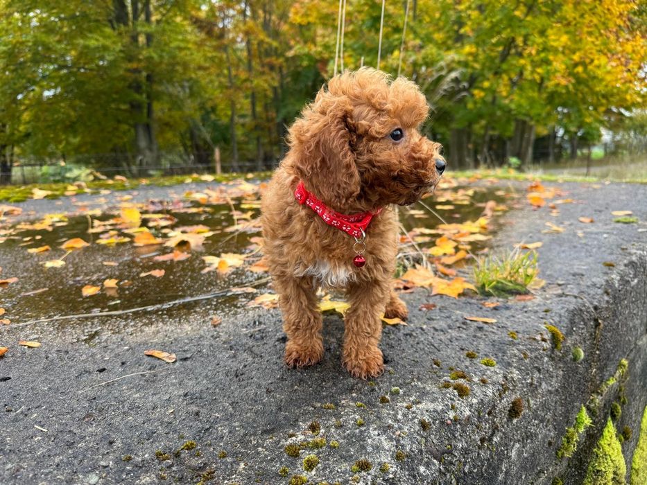 pudel miniaturowy suczka