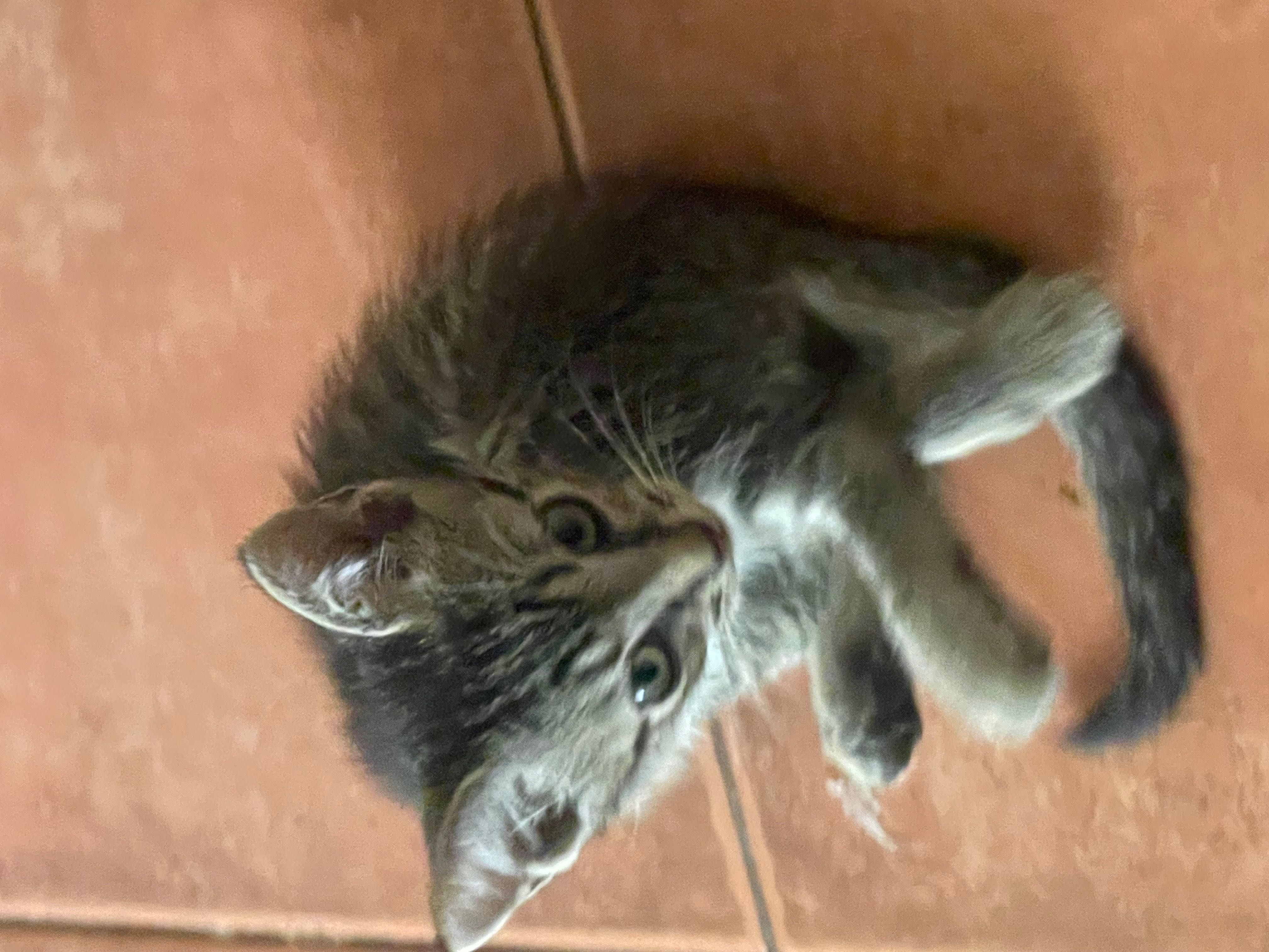 Gatilhos Para Adoptar
