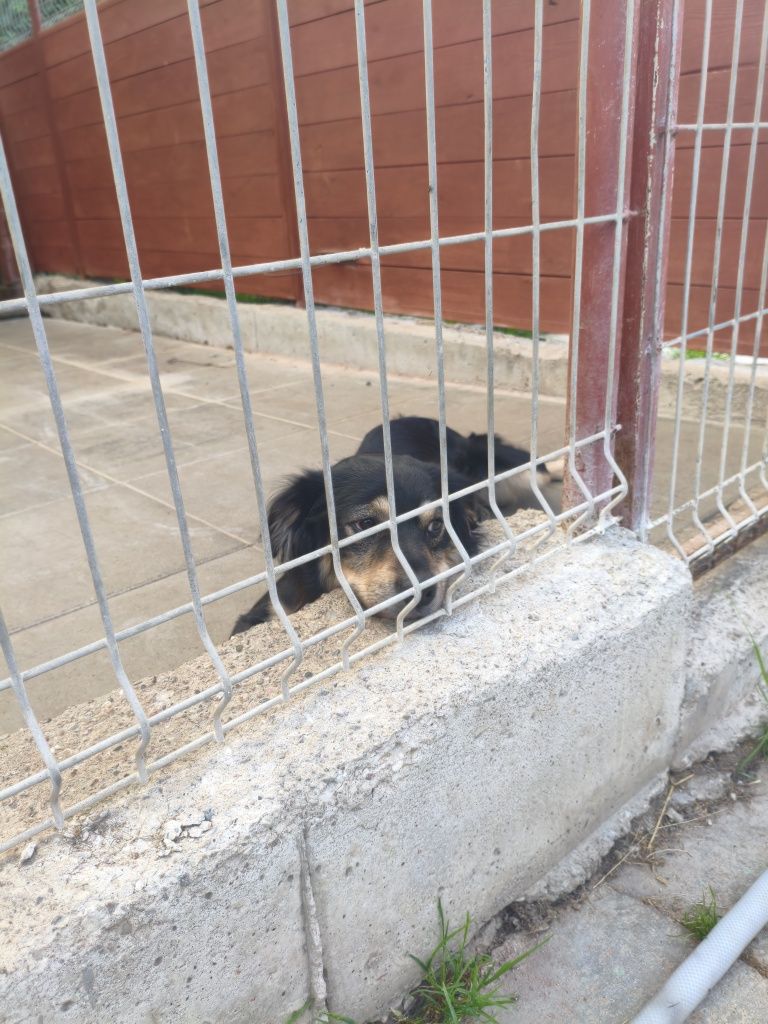 Cudowny Ravi - mały, domowy piesek do adopcji w schronisku