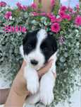 Suczka Border Collie
