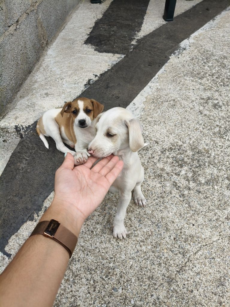 Cães para adoção responsável