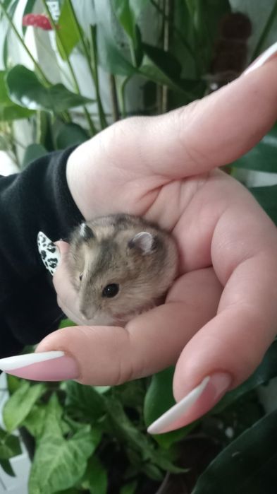 Продам хом'ячків джунгариків