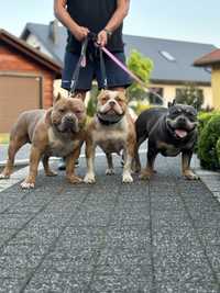 American bully pies