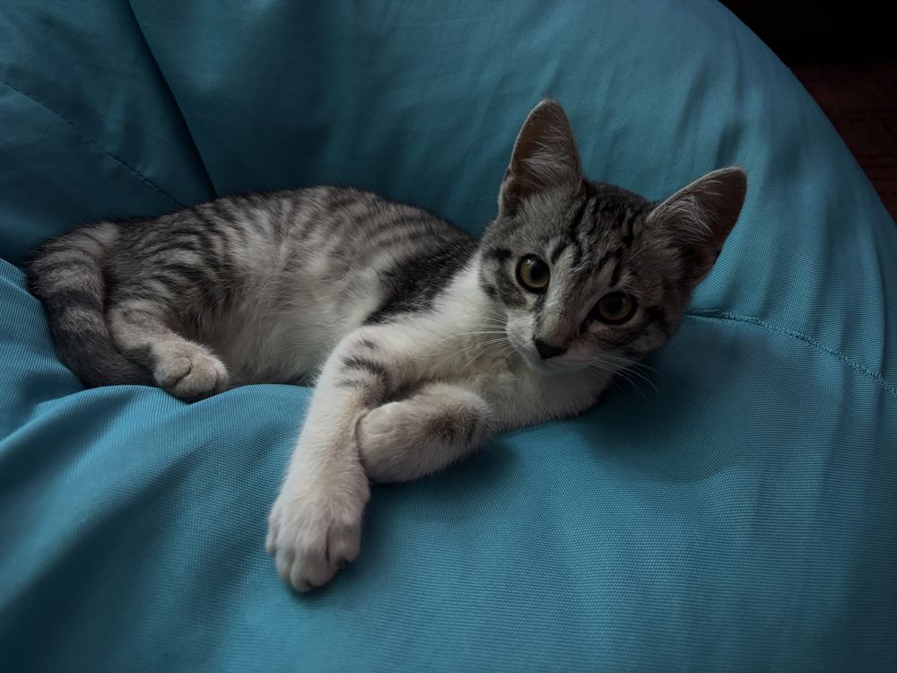 Котенята, дівчата 2 місяці