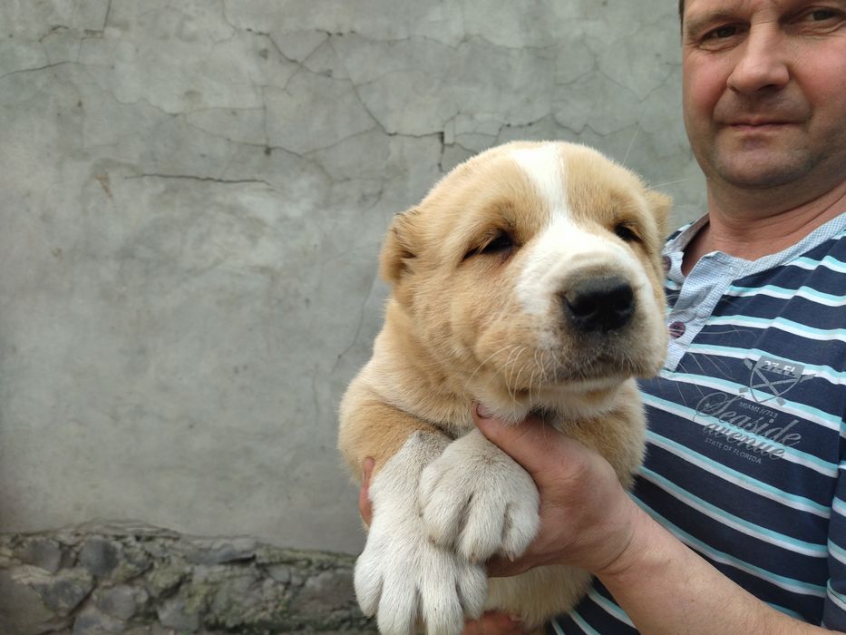 Пропоную щенят середньоазіатської вівчарки