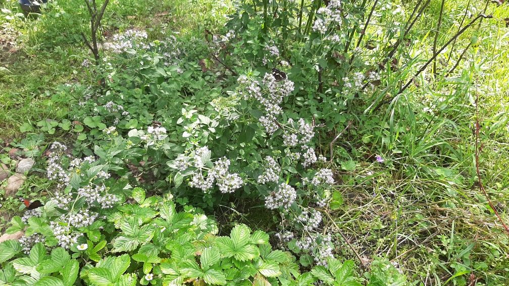 Lebiodka fioletowe oregano zioła do ogrodu