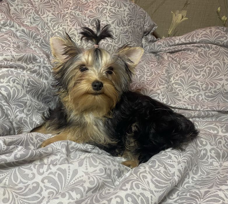 Йоркширские щенки