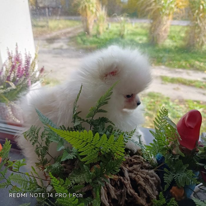 Przecudny miś pomeranian