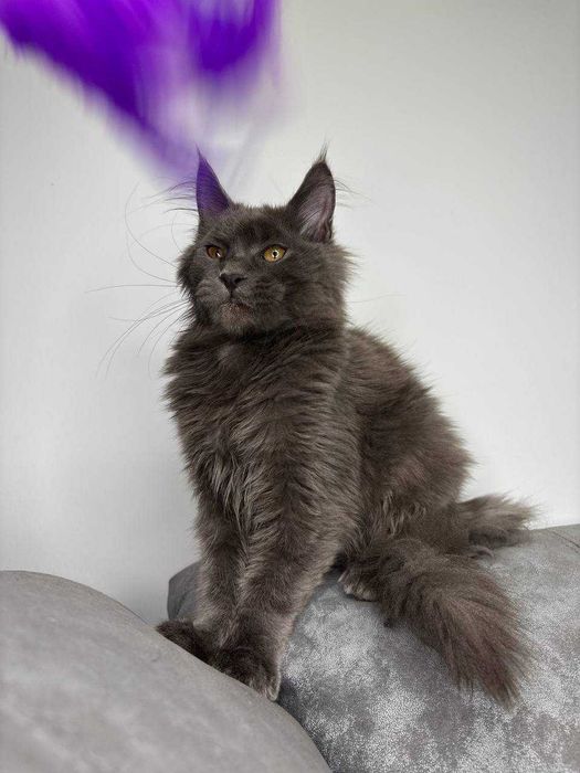 Неймовірний димчастий котик мейн-кун зі всіма документами WCF