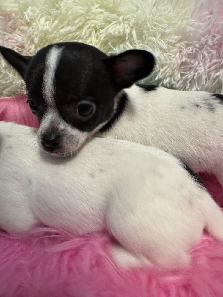 Chihuahua piesek