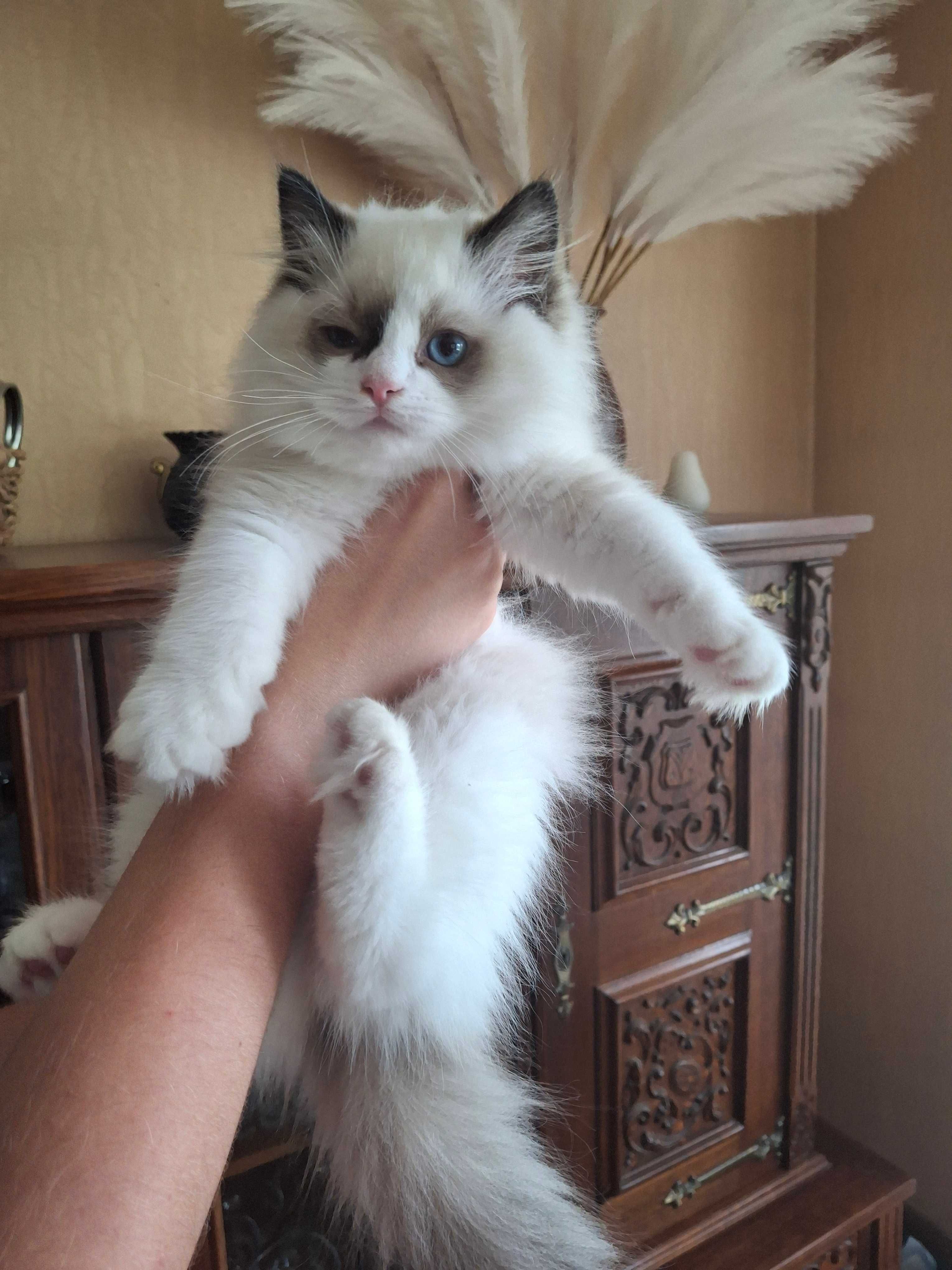 Kocięta rasy ragdoll  REZERWACJA kotka / kot