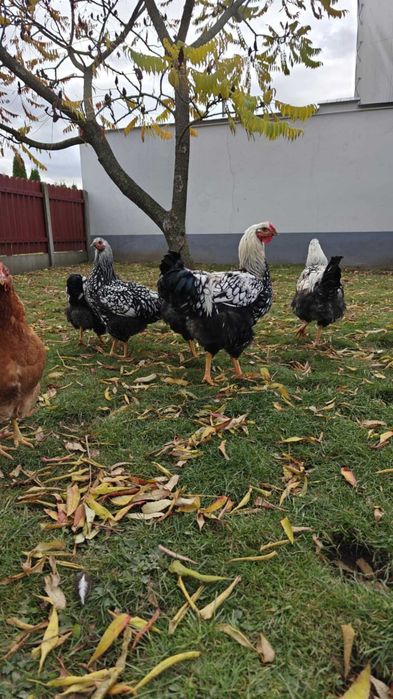 Wyandotte Srebrnołuskowana kogut