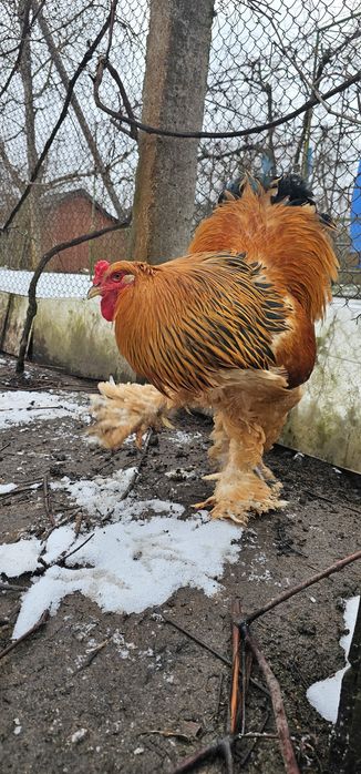 Інкубаційне яйце Брама палева