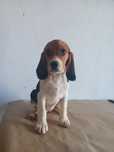 Beagle tricolor  porte pequeno