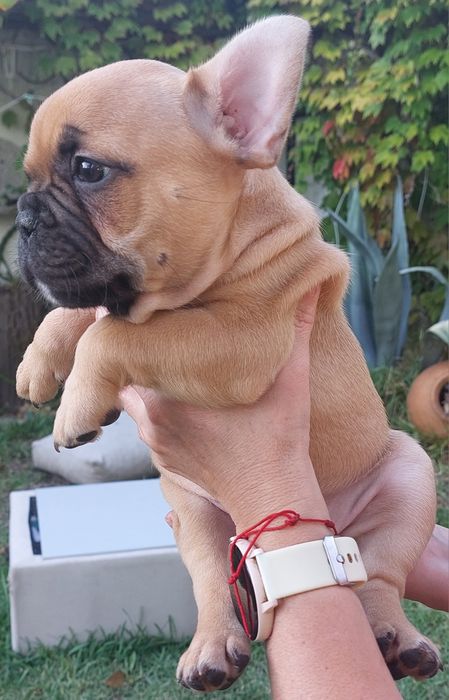 Bulldog francês red fawn