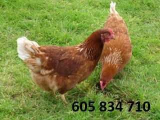 Ferma sprzeda kury L6