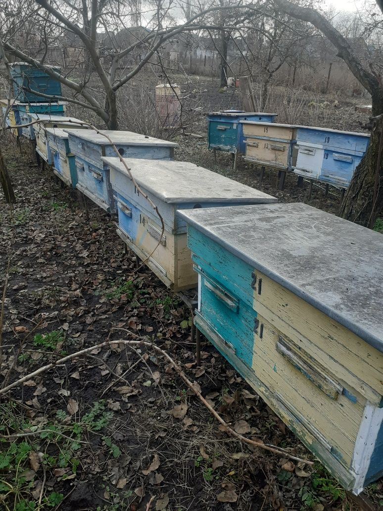Продажа 6 сімей бджіл з вуликами, а також тара для меду