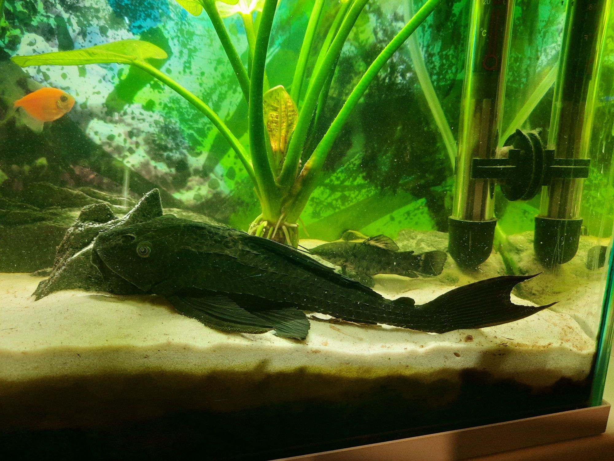 Sprzedam Glonojada około 20cm