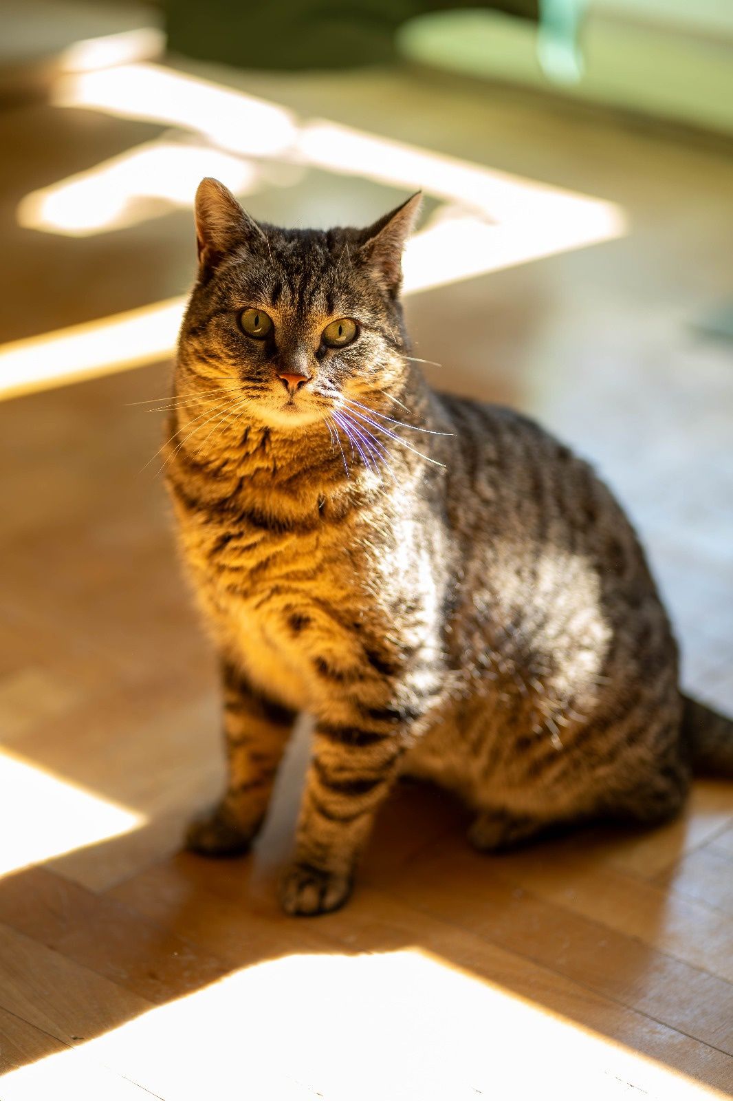Kotka Stefi do adopcji