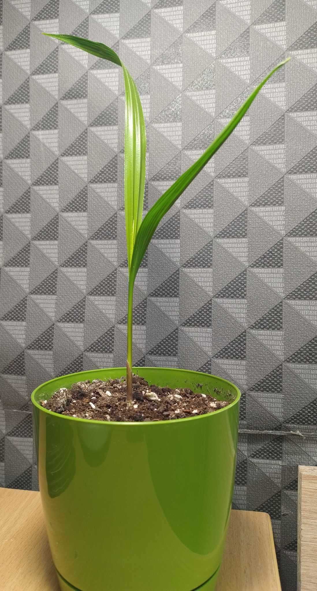 Palma Washingtonia robusta młoda sadzonka