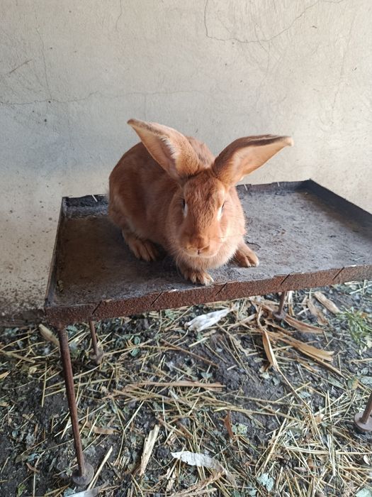 Продажа    кролів