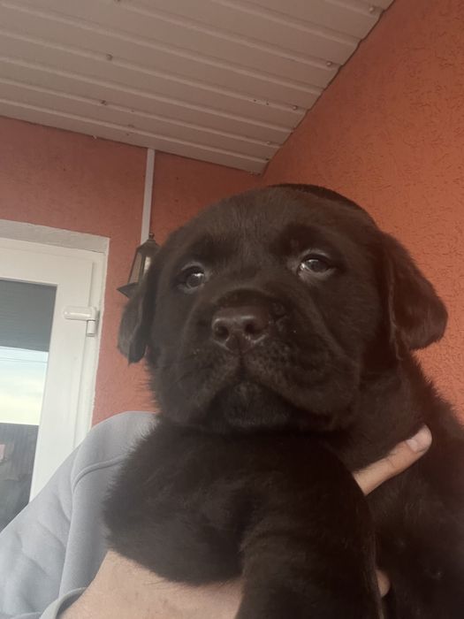 Дівчинка( темний гіркий шоколад)