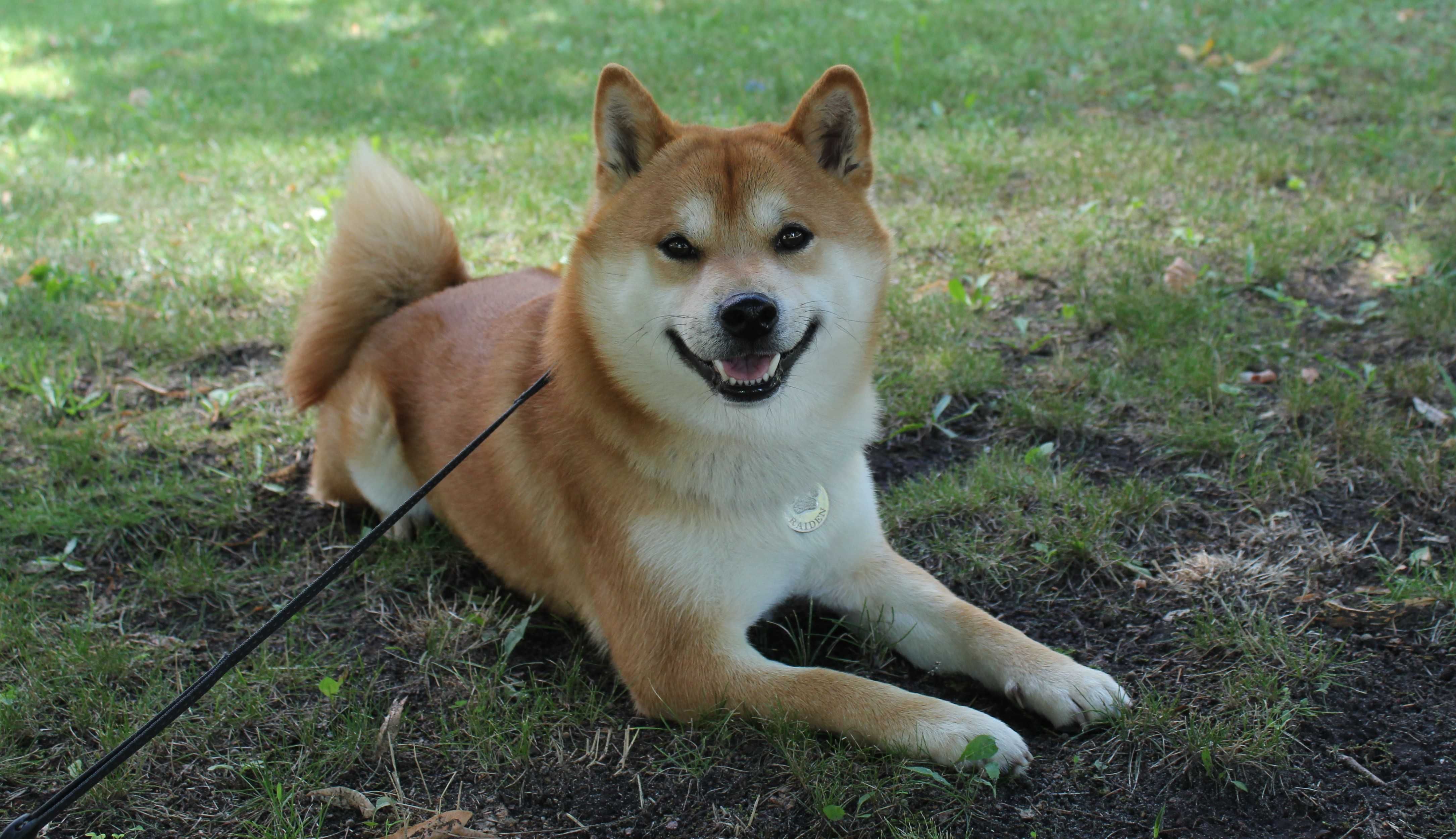 Кобель для в'язки Shiba Inu, Шиба Іну.