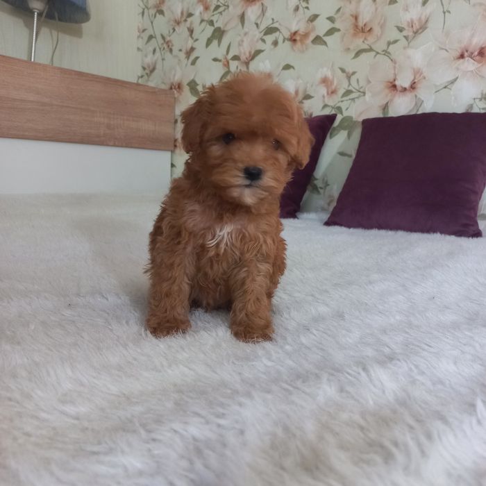 Большой выбор малышей мальтипу