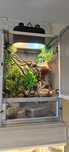 Terrarium dla kameleona