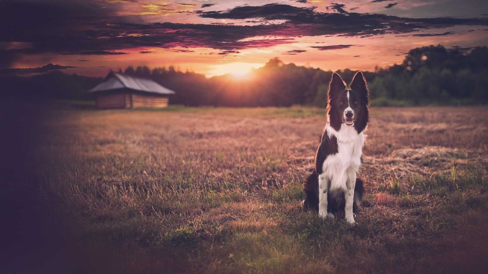 szczeniak Border Collie piesek - badania genetyczne