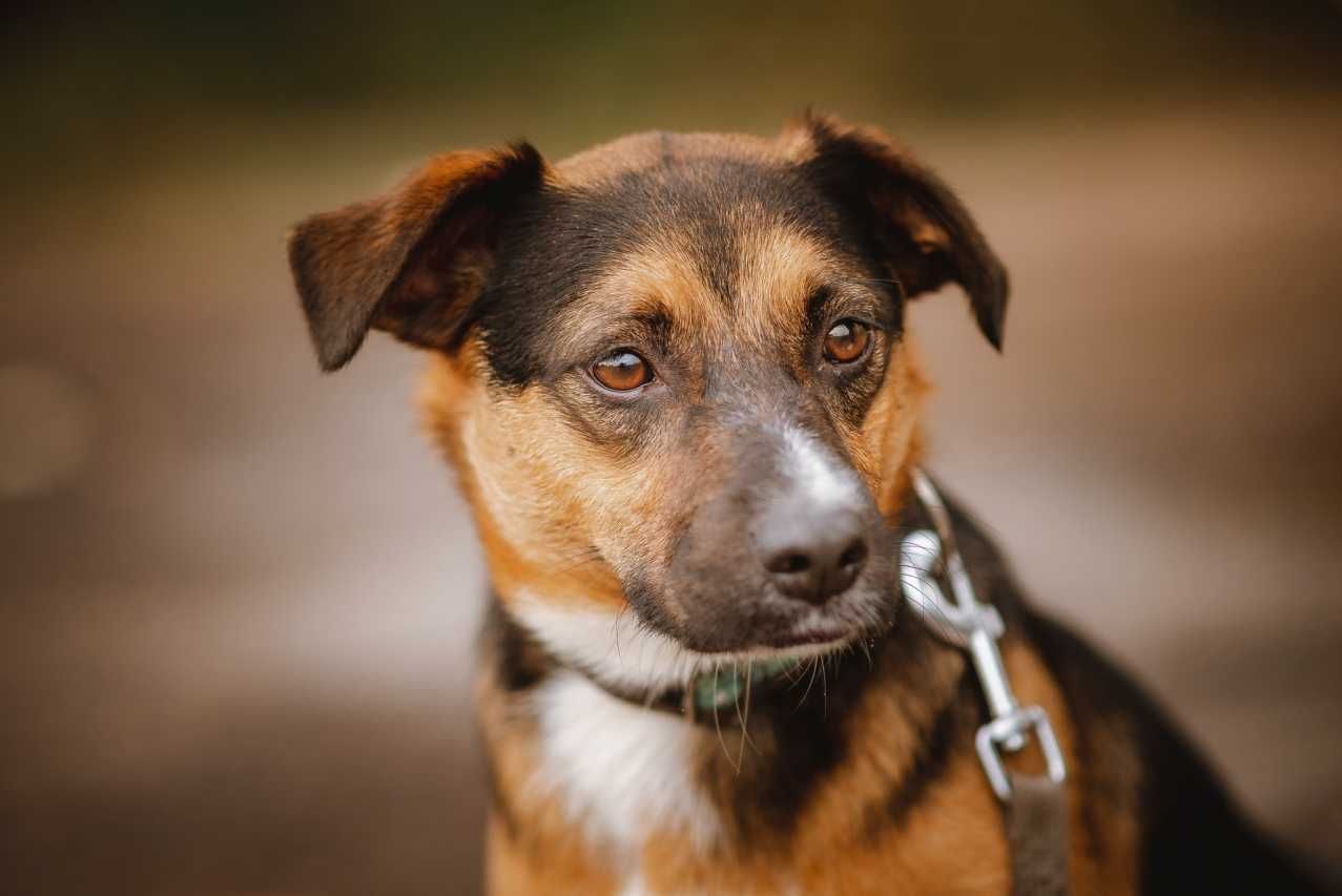 Fanta - słodka, energiczna sunia do adopcji.