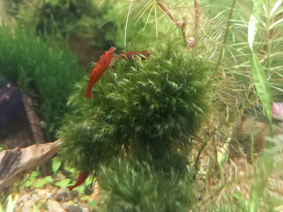 Креветки неокардини Кровава Мері, мохи, рослини акваріумні