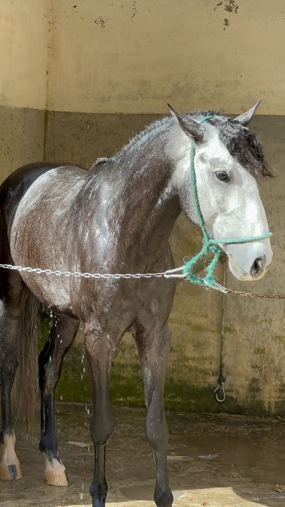 Cavalo PSL Veiga! Excelente carácter!