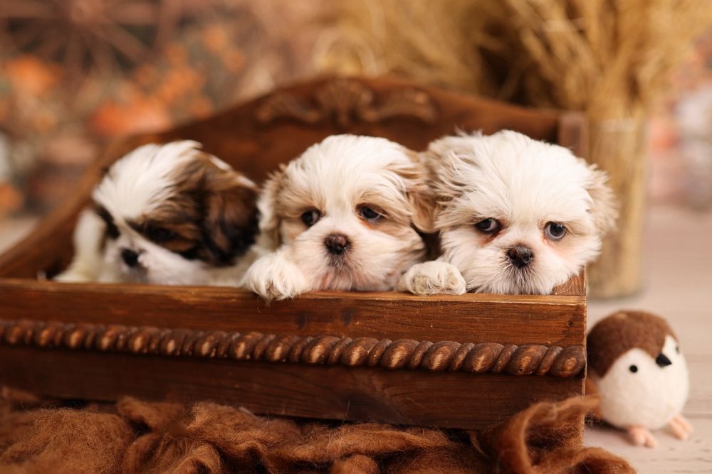 Suczka Shih tzu tri color