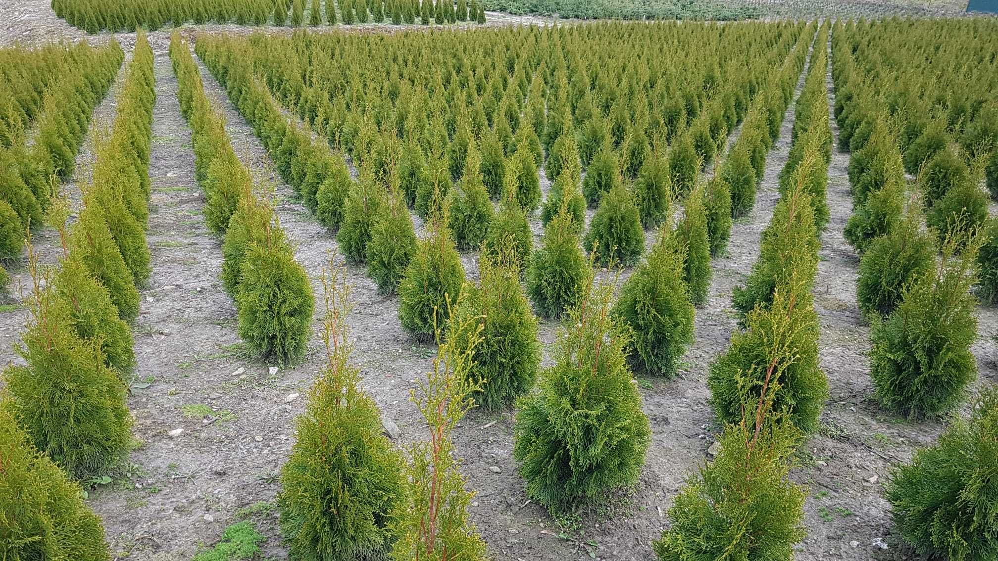 thuja (tuja) smaragd od producenta