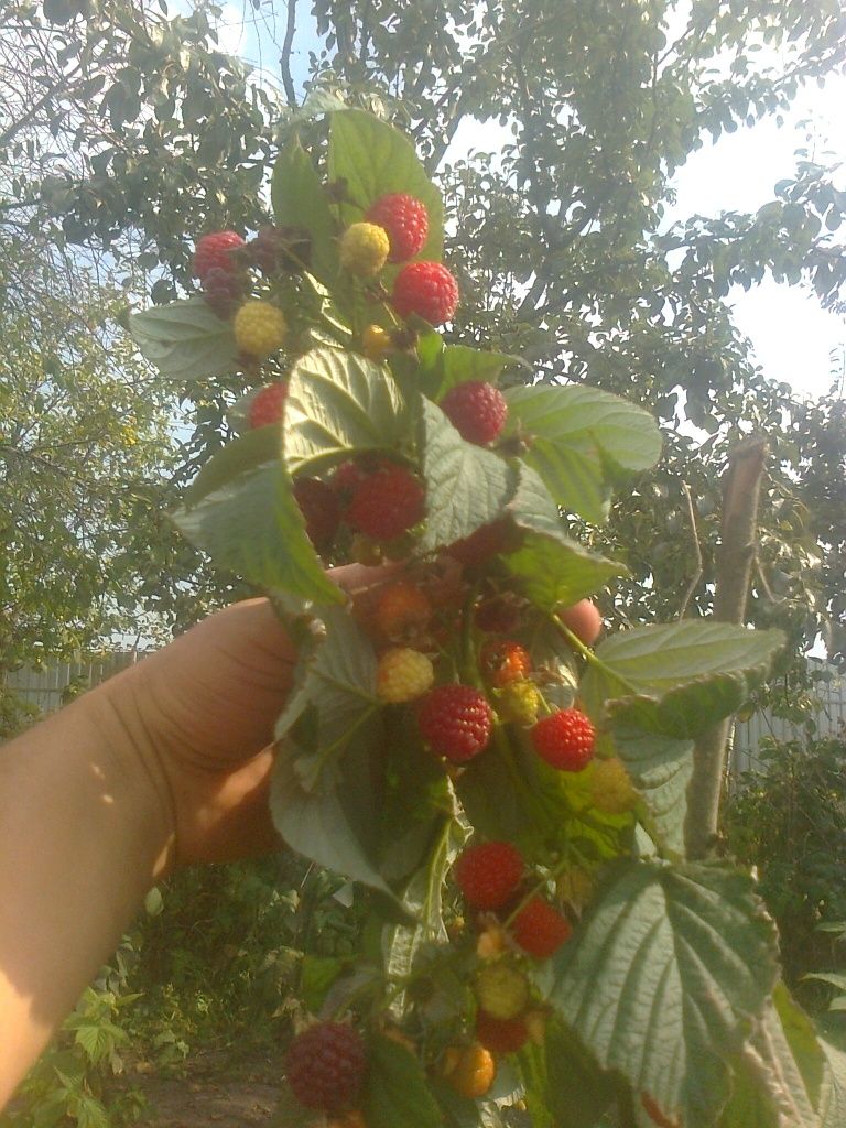 Свіжі ягоди малини