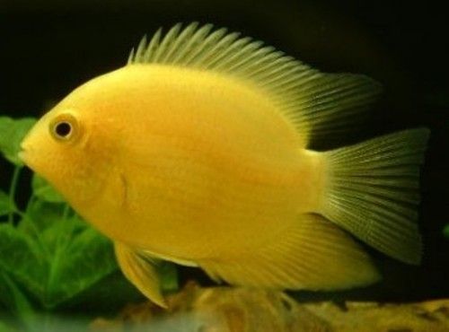 Pielęgnica Severum Gold - Sklep Zoologiczny