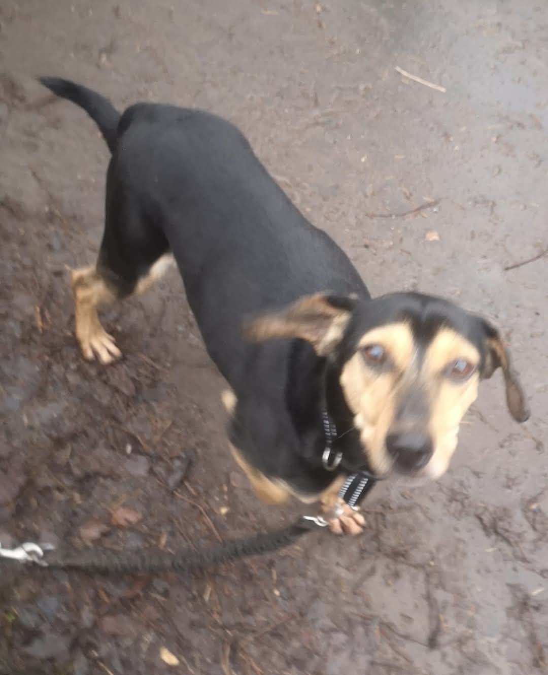Clark do adopcji