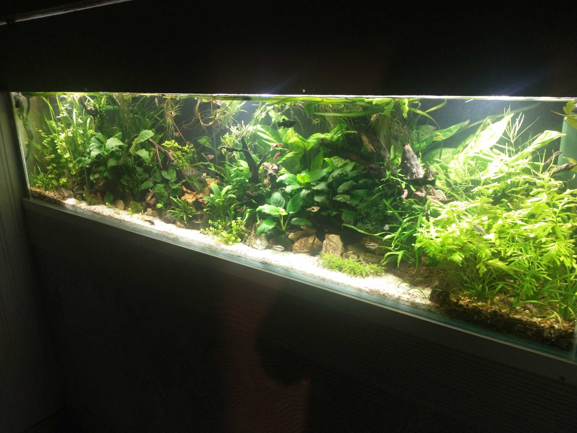 PlantiComplex,hodowla wysyłkowa roślin akwariowych i (mchów)