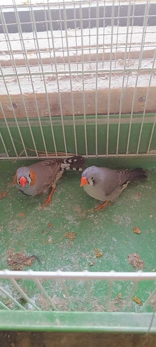 Zeberki parki lęgowe