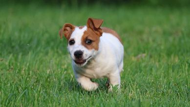 Wesoły Jack Russell Terrier / BREFIO- pies