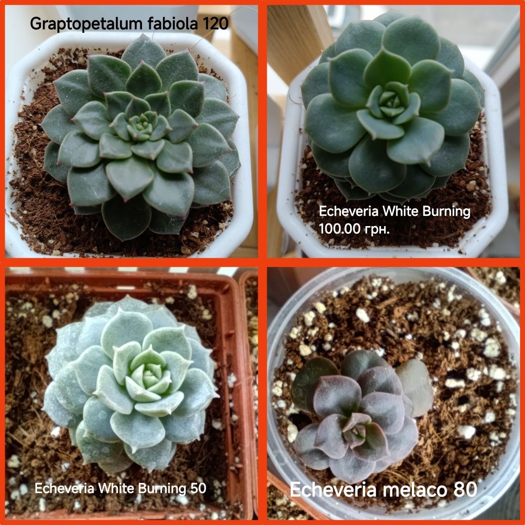 Echeveria. Ехеверія. Іоніум. Адроміскус.