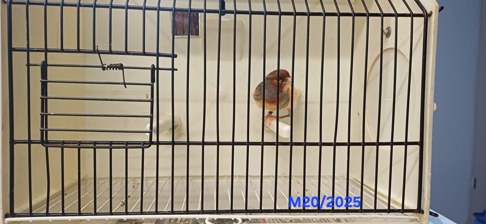 Canários Arlequins Machos