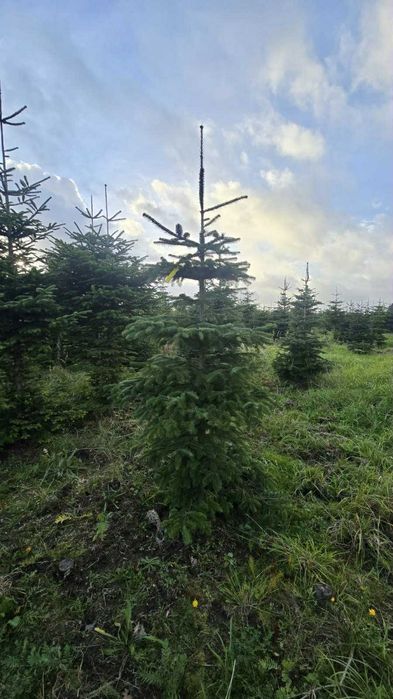jodła kaukaska 1.70-2.50 świerki choinki