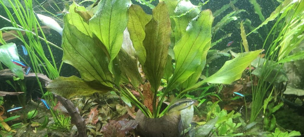 Echinodorus Red Flame żabienica