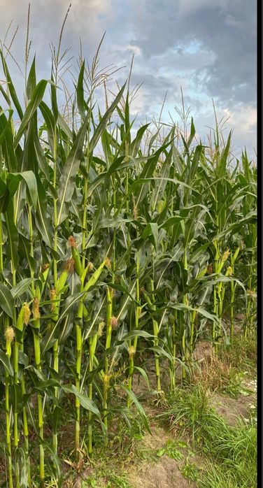 Sprzedam kukurydzę na pniu 28,5ha