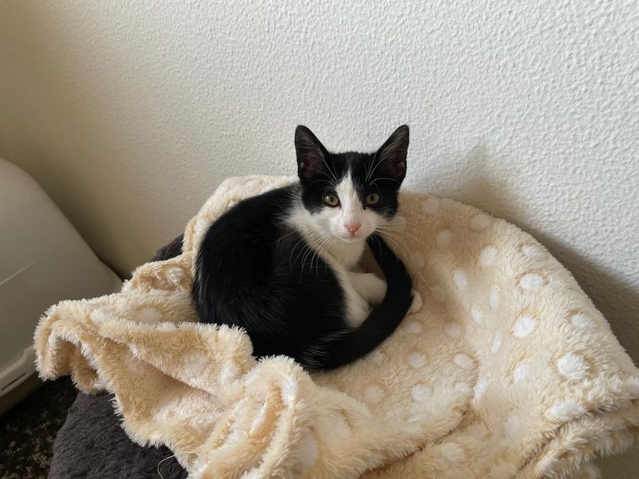 Gatinho para adoção